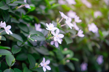 Beautiful green leaves bush and petite starry pure white petals of Snowflake fragrant flower blooming, know as Winter Cherry Tree, Arctic Snow; Milky Way and Sweet Indrajao