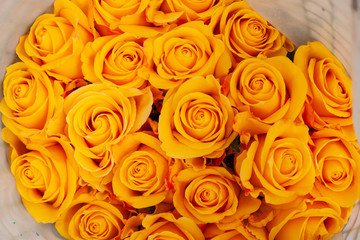 yellow roses background