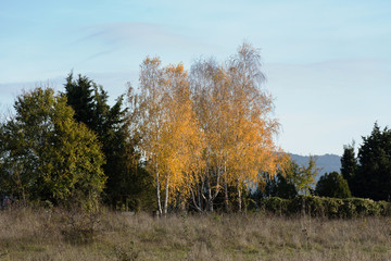 Yellow autumn birch trees among the green trees