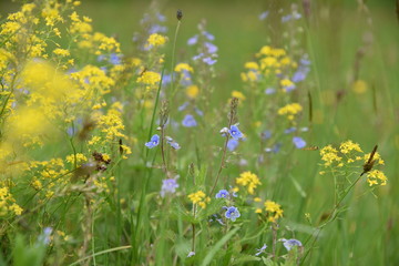 field of flowers