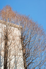 Winter tree branches in residential building.