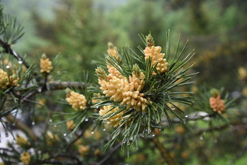 pine tree branch with cones