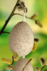 Easter time. Easter decorative eggs on the branches of a blossoming willow on a bright green background. Spring  holiday background.