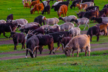 Mongolie animaux de la steppe