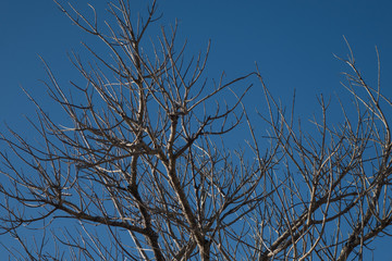 branches of a tree against blue sky