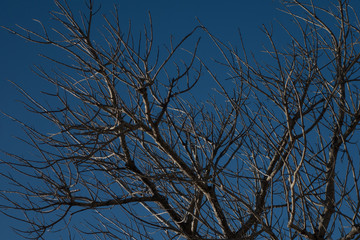 branches against blue sky
