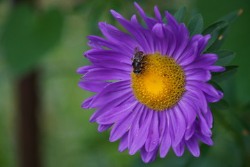 Obraz premium bee on a flower