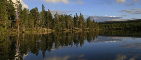 Fototapeta na wymiar pine trees at a lake in beautiful landscape in Sweden, banner