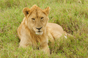 Obraz na płótnie Canvas Closeup of a young male Lion ( Panthera leo) in the Serengeti National park, Tanzania