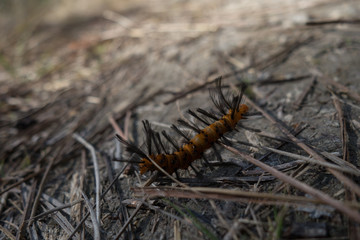 caterpillar on leaf