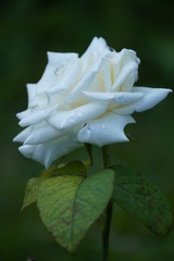 closeup of a white rose with water