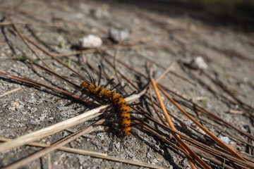 caterpillar 