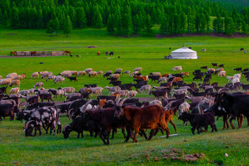 Mongolie animaux de la steppe