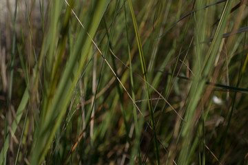 green grass on a background