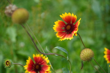 yellow flowers in the garden