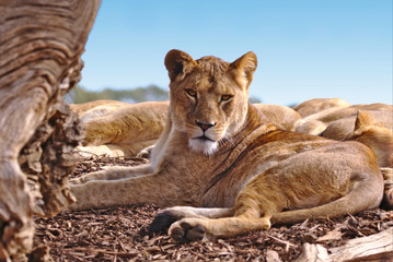 A female lion lying on its right side looking over its shoulder toward the camera. Behind are visible a number of sleeping lions.