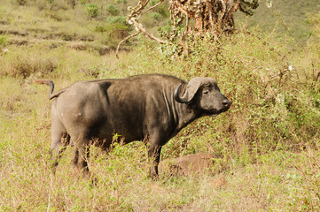 Closeup of Cape Buffalo (scientific name: Syncerus caffer or "Nyati or Mbogo" in Swaheli) in the Ngorogoro National park, Tanzania