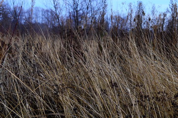 field of wild grass blowing and waving in the wind with bright sunlight