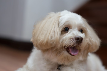 Portrait of close up cute dog