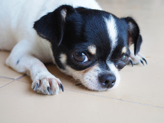 Cute Chihuahua dog. Closeup portrait  chihuahua dog, puppy.