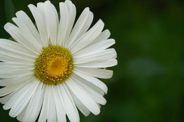 Obraz premium daisy on green background