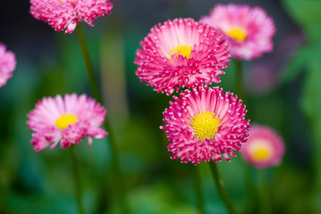 Cute Little Pink Daisy Flowers