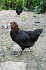 hen on farm