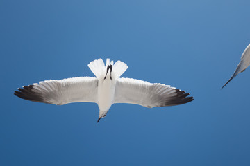 seagull in flight