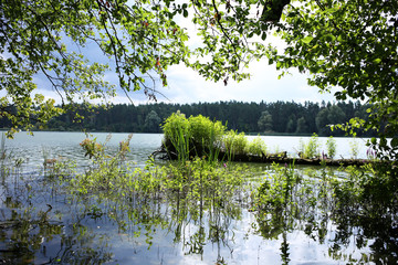 Summer landscape in the morning. Bright greenery grows on a forest lake.