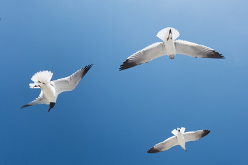 Fototapeta premium seagull in flight