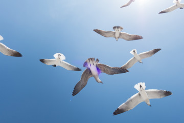 seagull flying in the blue sky
