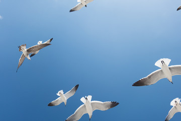 seagulls in flight