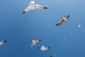 seagull flying in the sky