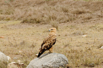 Tawny Eagle (Aquila rapax) eating a tortoise that has been killed by a vehicle running over it in Tarangire National Park; Tanzania