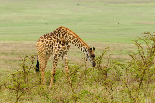 Closeup of Masai Giraffe (Giraffa camelopardalis tippelskirchi or "Twiga" in Swaheli) image taken on Safari located in the Serengeti National park,Tanzania