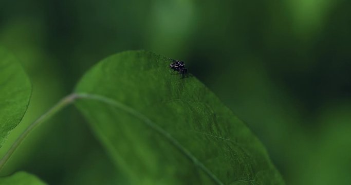 Tiny Black Spider makes a leap from one leaf to another. The colors are verdant green and captured in extreme close up and slow motion macro. This arachnid is creepy.