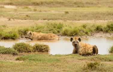 Spotted Hyena (Crocuta crocuta) in Serengeti National Park
