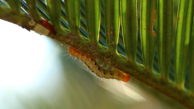 Little worm climbing on  leaf , outdoor Chiangmai Thailand