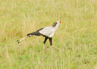 Obraz na płótnie Canvas Secretarybird (Sagittarius serpentarius) in Tarangire National Park