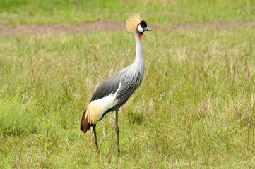 Grey crowned Crane (Balearica regulorum)