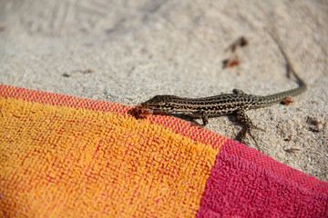 lizard on the beach