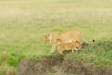 Fototapeta na wymiar Lioness and cub playing (Panthera leo, or 