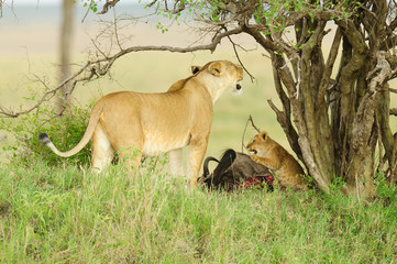 Lioness and cub on a kill (Panthera leo, or 