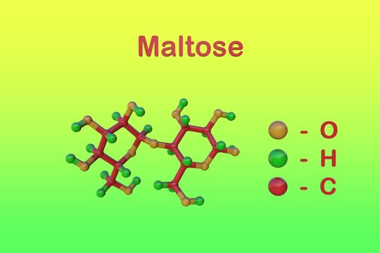 Molecular structure of maltose or malt sugar, a disaccharide formed from two units of glucose. Medical background. Scientific background. 3d illustration