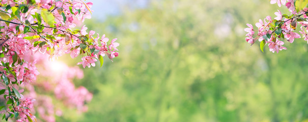 Obraz na płótnie Canvas Spring Pink flowers in sunny garden. Spring blooming cherry flowers branch on abstract green background. banner. copy space. template for design
