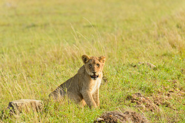 Lion pride (scientific name: Panthera leo, or "Simba" in Swaheli)  in the Serengeti National park, Tanzania