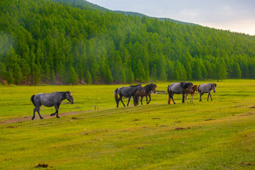 Mongolie animaux de la steppe