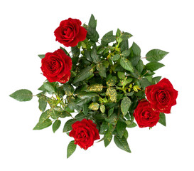 Deep red miniature rose plant viewed from above, with gold glitter. Golden wedding, Valentine etc...