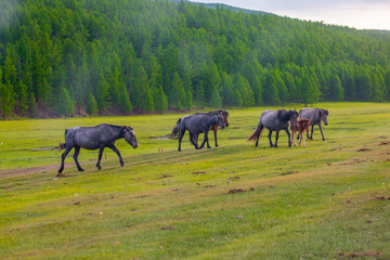 Mongolie animaux de la steppe
