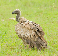 Closeup of a White-backed Vulture (Gyps bengalensis)